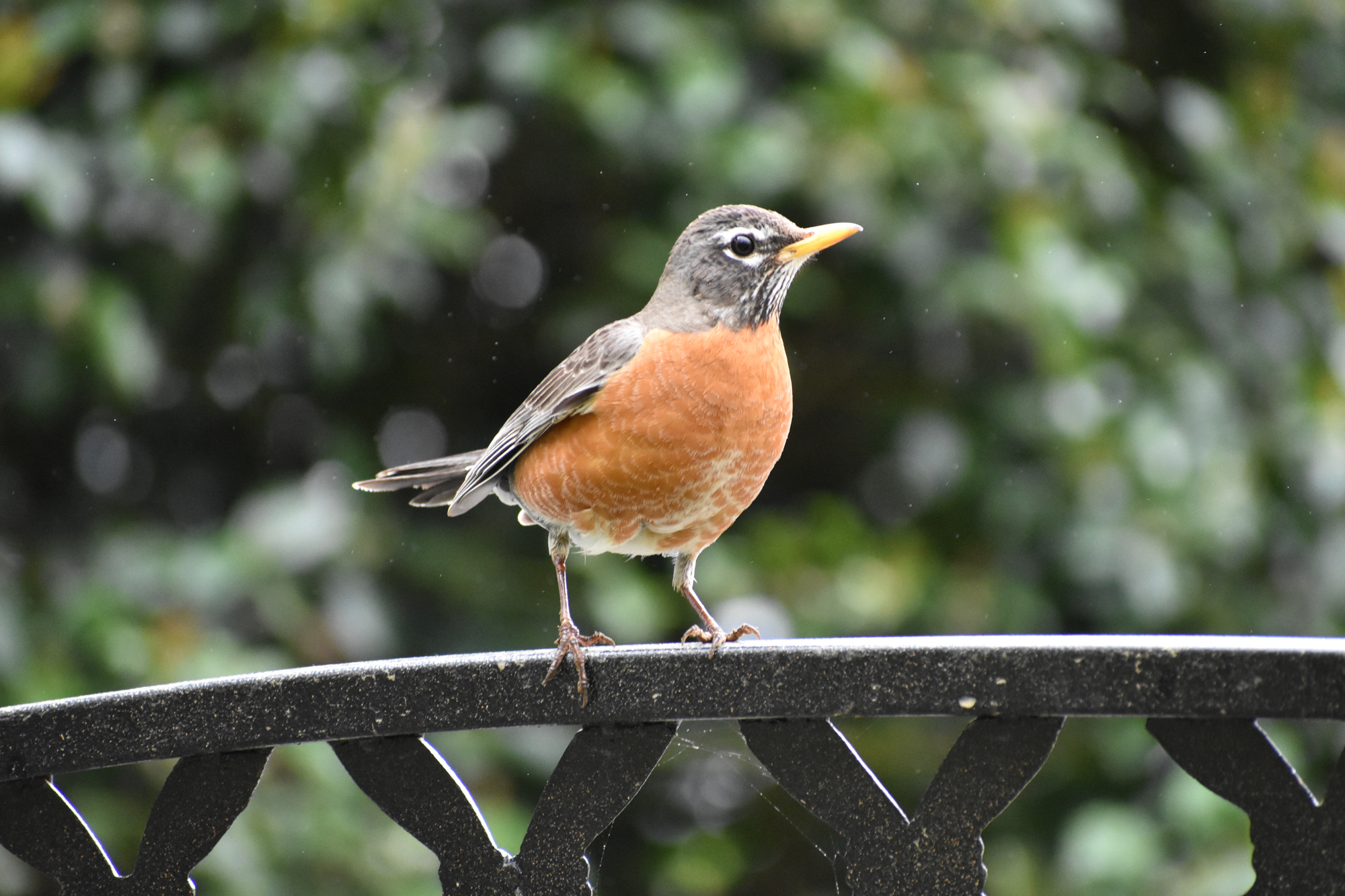 Exploring Birds How to attract American Robin